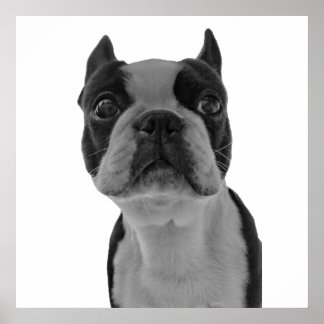 Affiche de Boston Terrier