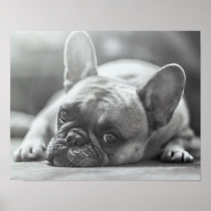 Affiche de bouledogue français