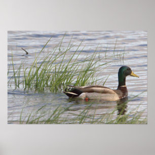 Affiche de canard colvert