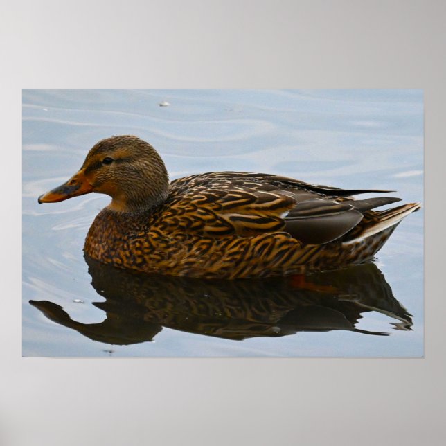 Affiche de canard colvert (Devant)