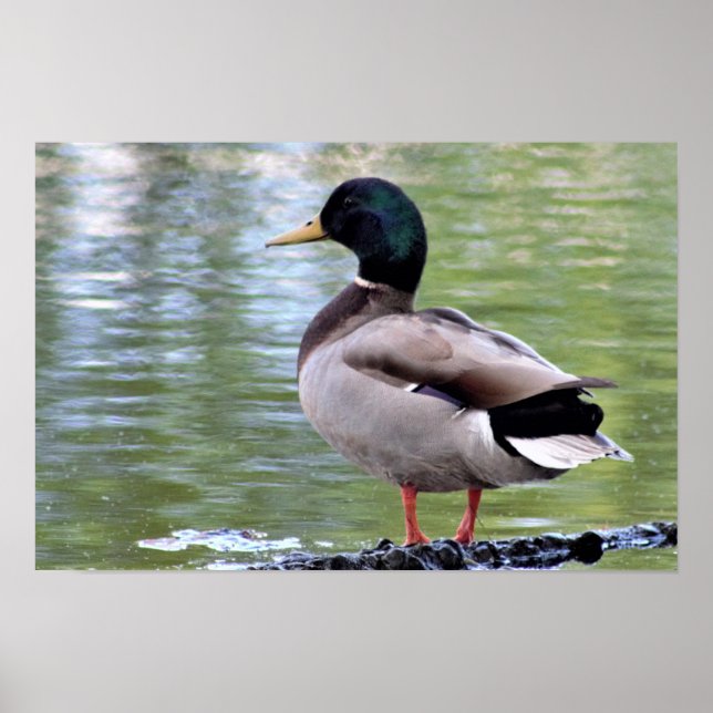 Affiche de canard colvert (Devant)