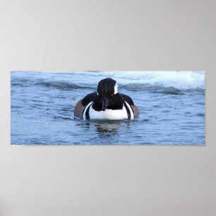 Affiche de canard Harle couronné