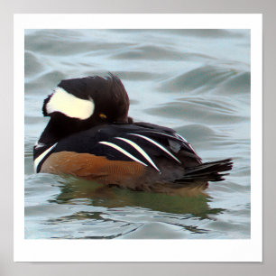 Affiche de canard merganser à capuchon