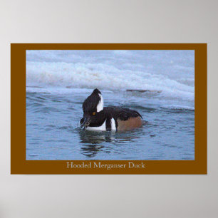 Affiche de canard mergule cul-blanc