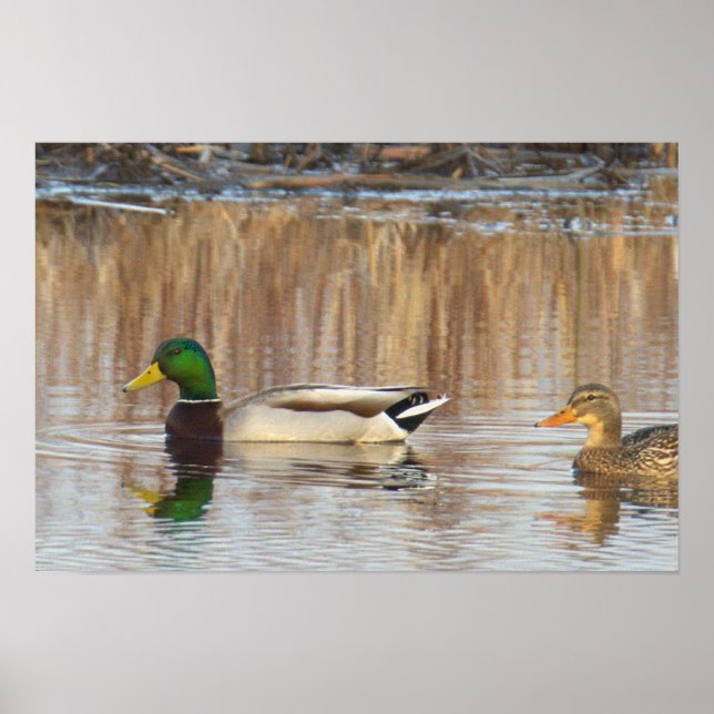 Affiche de canards colverts (Devant)