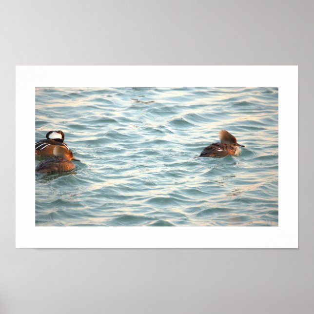 Affiche de canards Harle couronné (Devant)