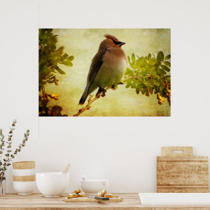Affiche de Cedar Waxwing texturée