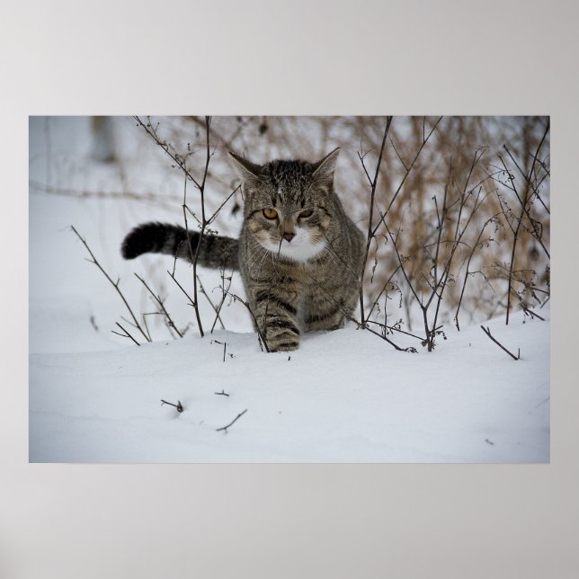 affiche de chat d'hiver (Devant)