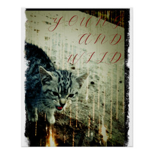 Affiche de chat - Jeune et sauvage