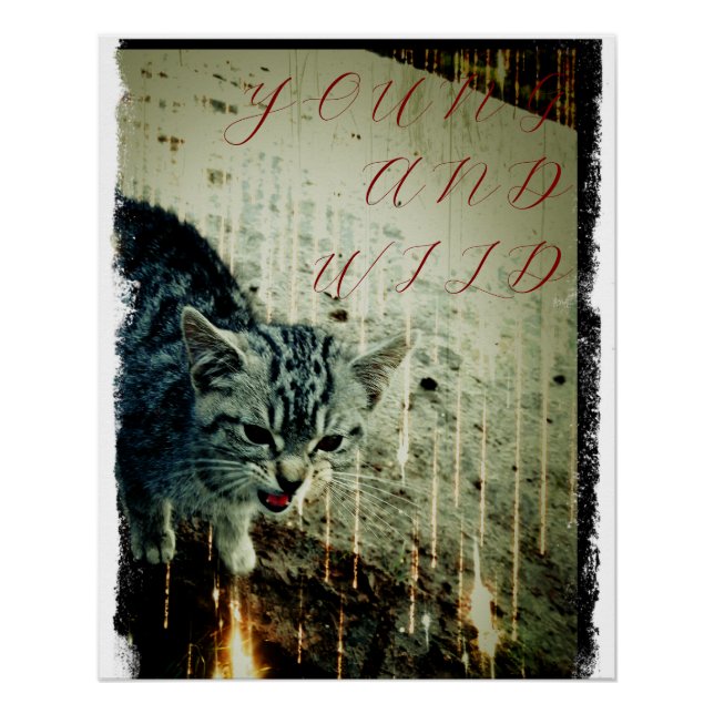 Affiche de chat - Jeune et sauvage (Devant)