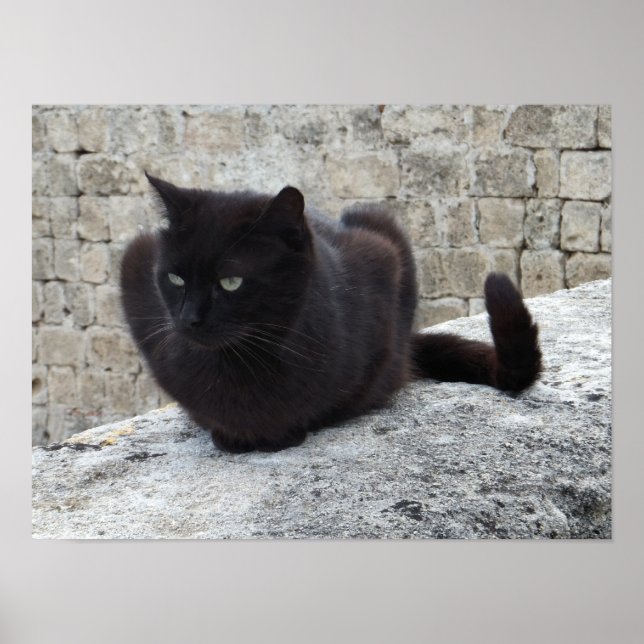 Affiche de chat noir (Devant)