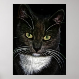 Affiche de chat noir et blanc magnifique