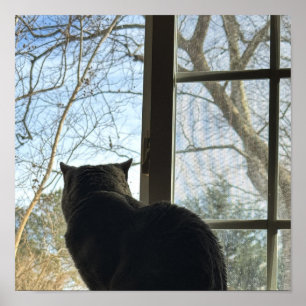 Affiche de chat regardant par la fenêtre