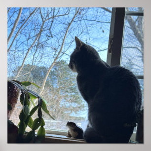 Affiche de chat regardant par la fenêtre
