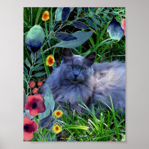 Affiche de chat russe bleu à poils longs Fluffy