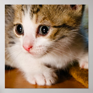 Affiche de chaton