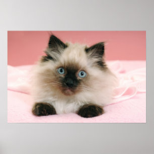 affiche de chaton de ragdoll