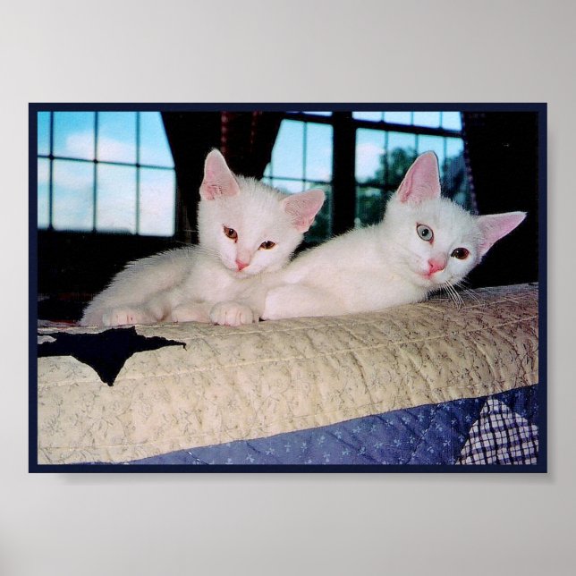 Affiche de chatons Turkish Angora (Devant)