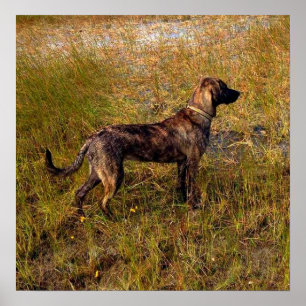 Affiche de chien de chasse dans les zones humides