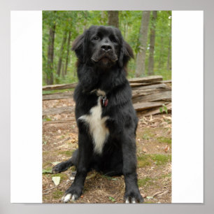 Affiche de chien de Terre-Neuve