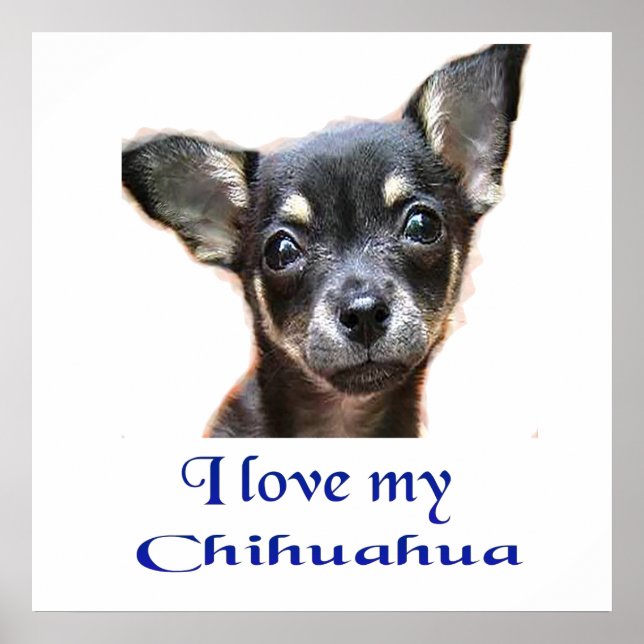 Affiche de Chihuahua (Devant)