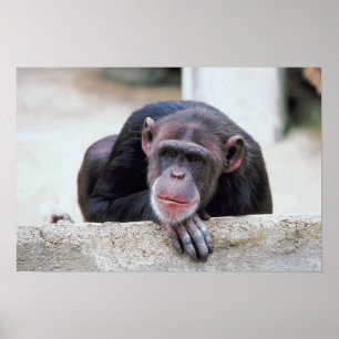 Affiche de chimpanzé