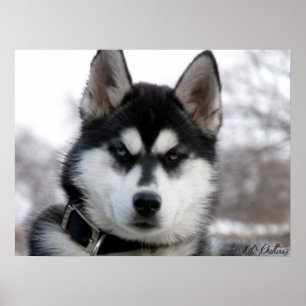 Affiche de chiot de chien de traîneau sibérien