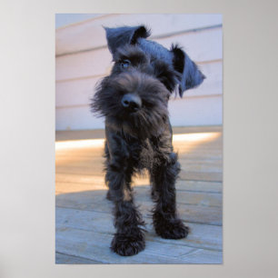 Affiche de chiot de Schnauzer miniature