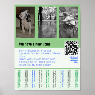 affiche de chiots à vendre avec code QR