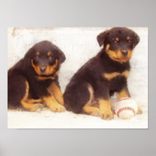 Affiche de chiots de rottweiler