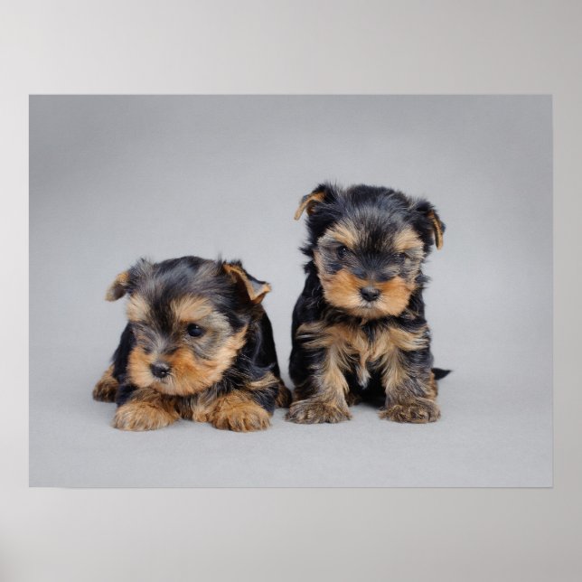 Affiche de chiots de Yorkie (Devant)