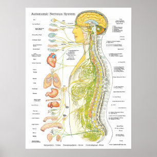 Affiche de chiropractie de système nerveux