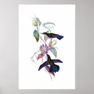 Affiche de colibris