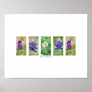 Affiche de collage de Bluebonnet de Texas