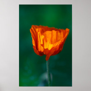 Affiche de coquelicot rouge