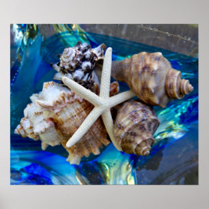 Affiche de coquillage