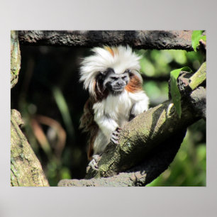 Affiche de Cottontop Tamarin