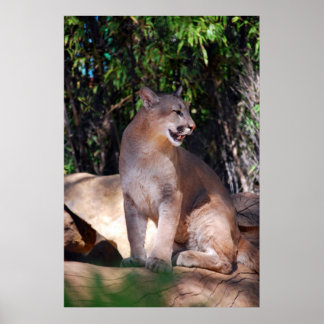 Affiche de cougar