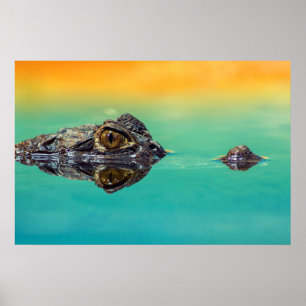 Affiche de crocodile sur une étendue d'eau calme