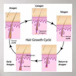 Affiche de cycle de croissance de cheveux