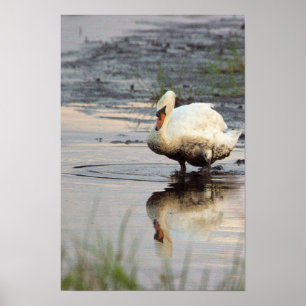 Affiche de cygne