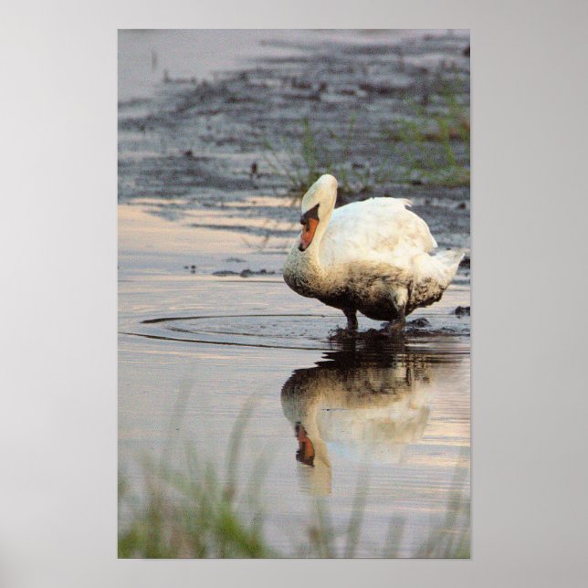 Affiche de cygne (Devant)