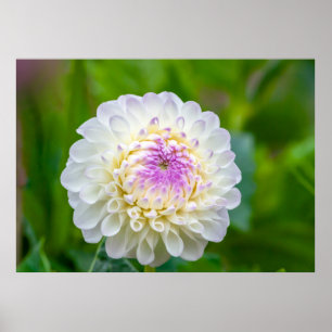 Affiche de Dahlia