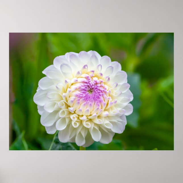 Affiche de Dahlia (Devant)