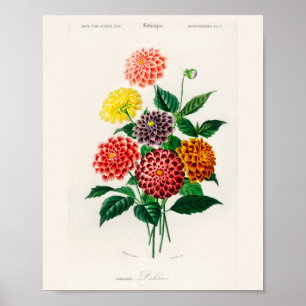 Affiche de dahlia rouge botanique vintage
