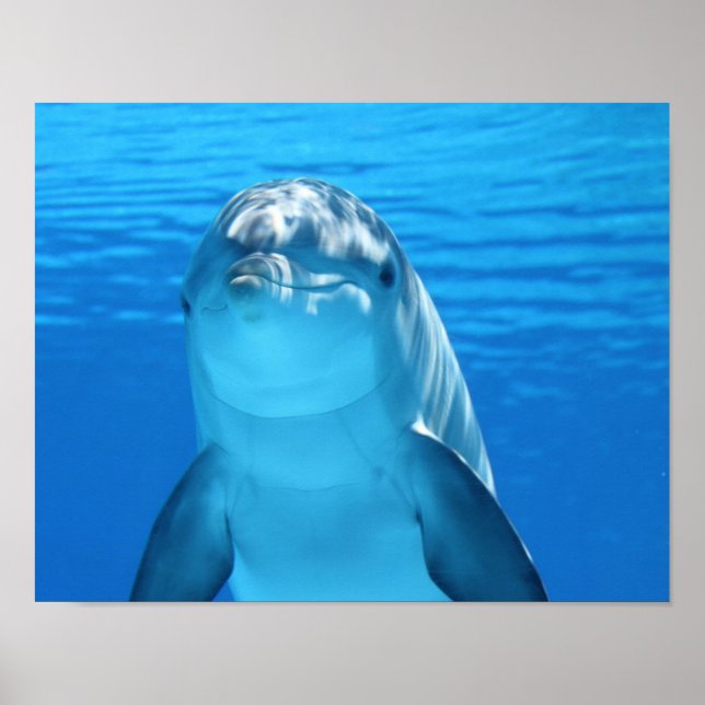 Affiche de dauphin (Devant)