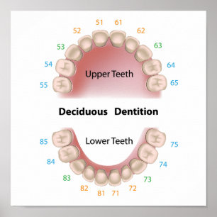 Affiche de dentition décidue (dents de bébé)