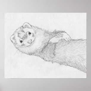 Affiche de dessin de furet de "Pandore"