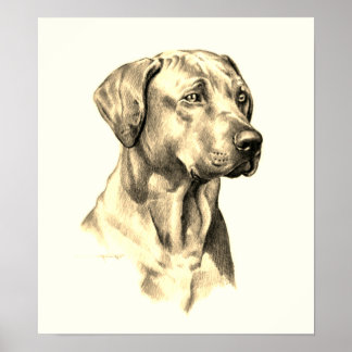 Affiche de dessin de Rhodesian Ridgeback