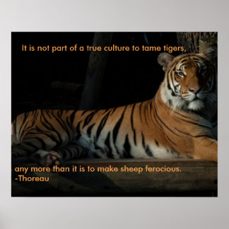 Affiche de devis de tigre